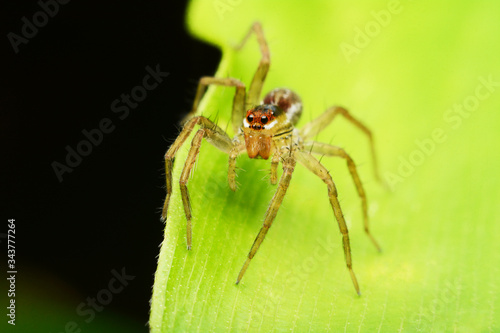 macro image of a big and beautiful hairy jumping spider.