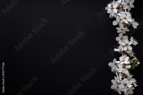 Fresh branches of white cherry blossoms on dark table background. Condolence card. Empty place for emotional, sentimental text, quote or sayings. Closeup. Top down view.