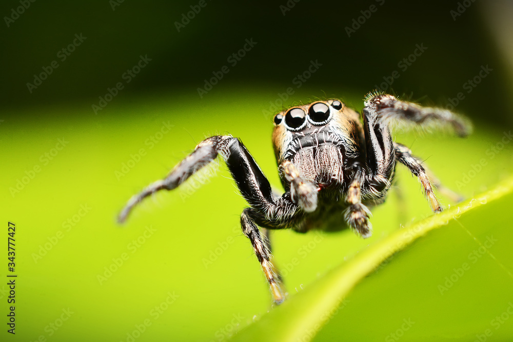 macro image of a big and beautiful hairy jumping spider. macro image of a big and beautiful hairy jumping spider.