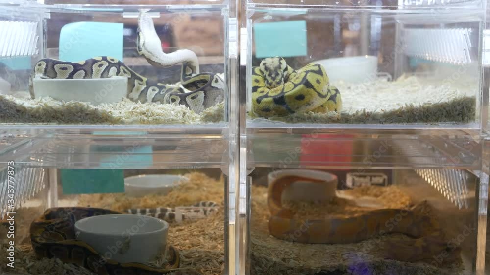 Captive bred snakes for sale. Small plastic boxes with captive bred ...