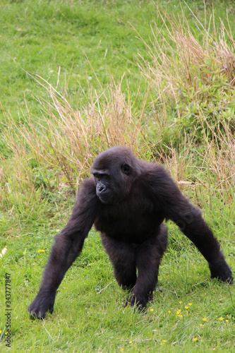 gorilla in a zoo in france