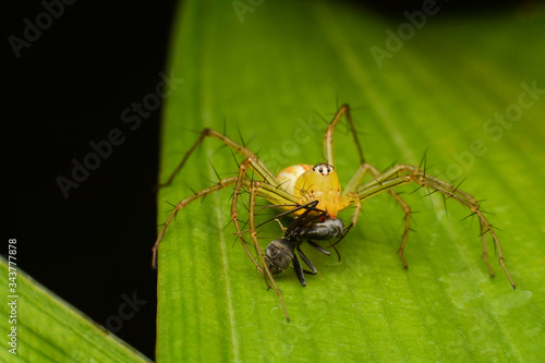 macro image of a big and beautiful hairy jumping spider. © bejita
