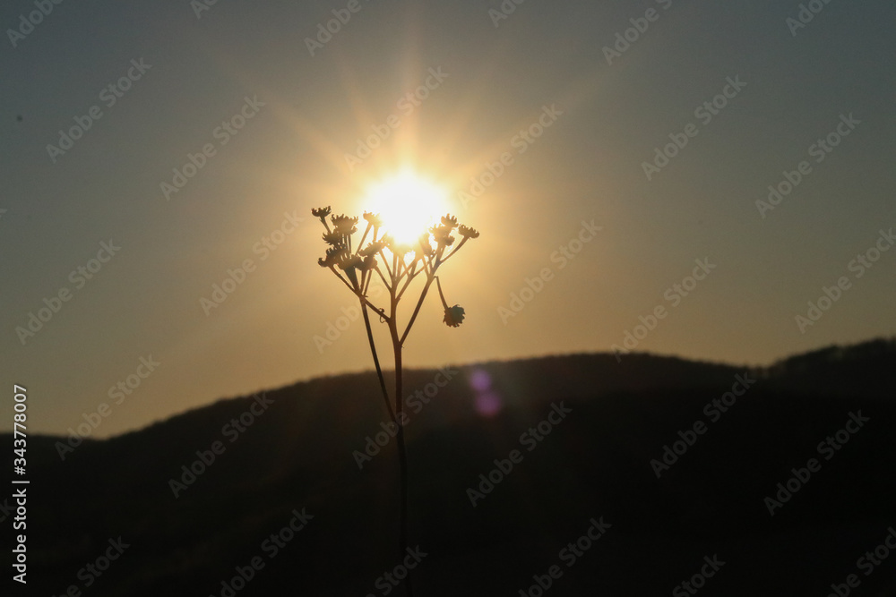 Sundown above hills rays trough the single grass  - obrazy, fototapety, plakaty 