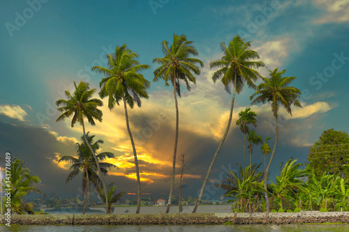 coconut trees at sunset