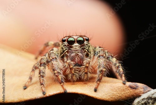 macro image of a big and beautiful hairy jumping spider.