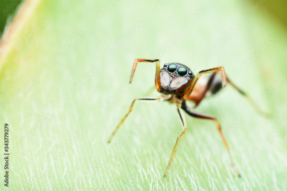 macro image of a big and beautiful hairy jumping spider.