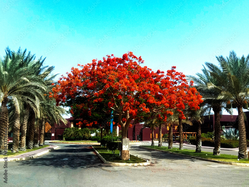 A vibrant Delonix Regia tree surrounded by palm trees under a blue sky