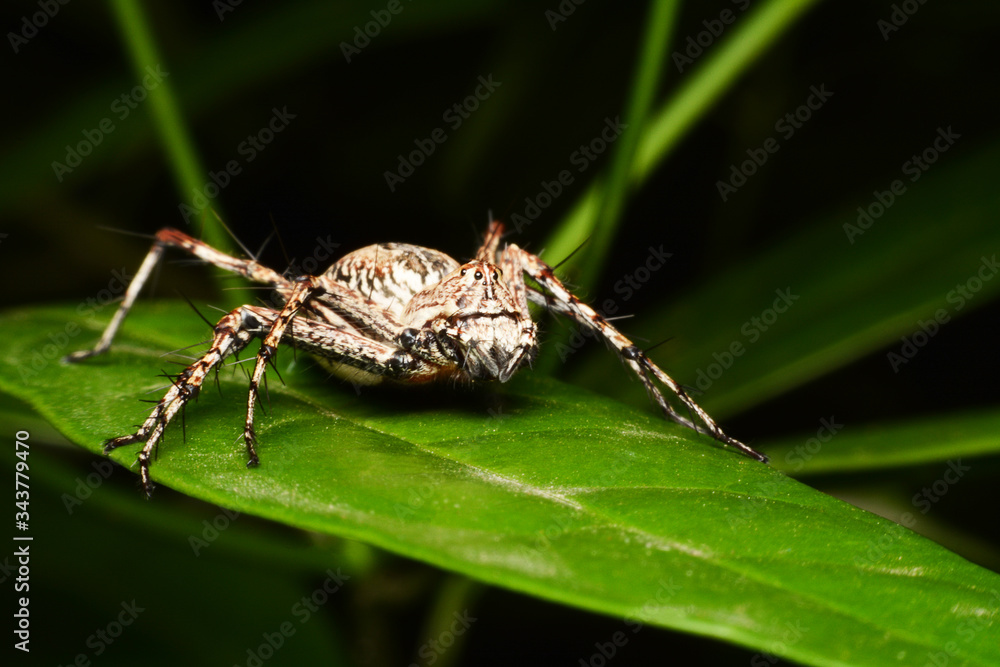 macro image of a big and beautiful hairy jumping spider. macro image of a big and beautiful hairy jumping spider.