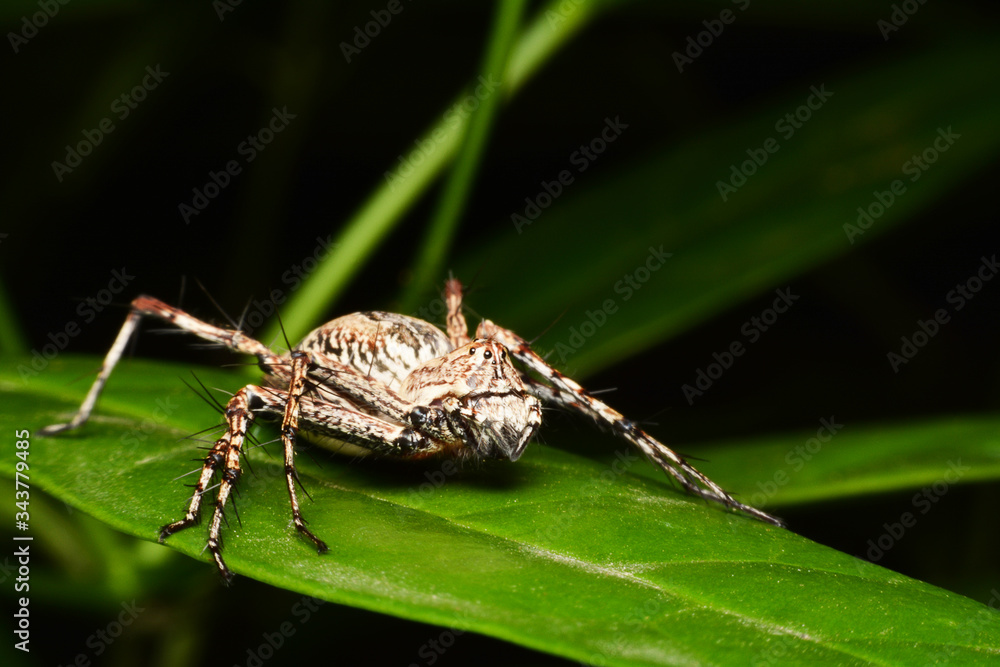 macro image of a big and beautiful hairy jumping spider. macro image of a big and beautiful hairy jumping spider.