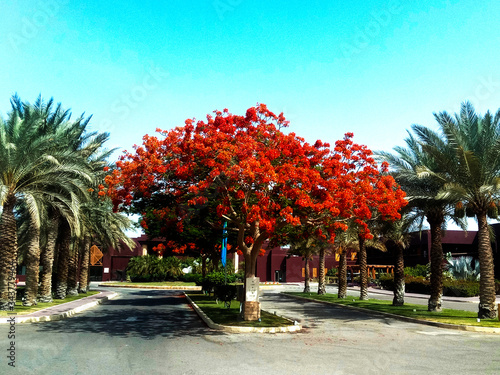 A vibrant Delonix Regia tree surrounded by palm trees under a blue sky