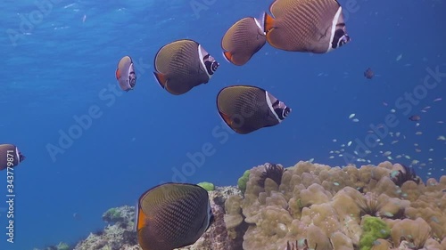 School of Butterflyfish swimming midwater above coral reef in Phuket, Thailand photo