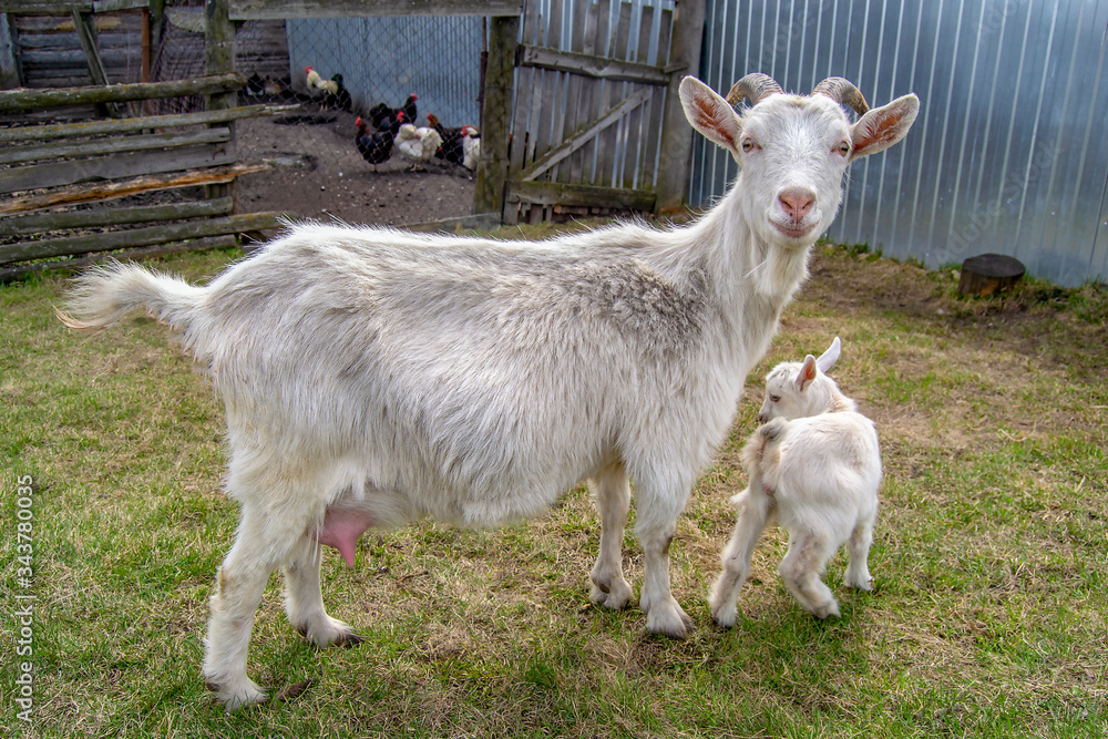 Fototapeta premium Two charming goats stand on a green lawn. A goat's mom is walking with a little goat.