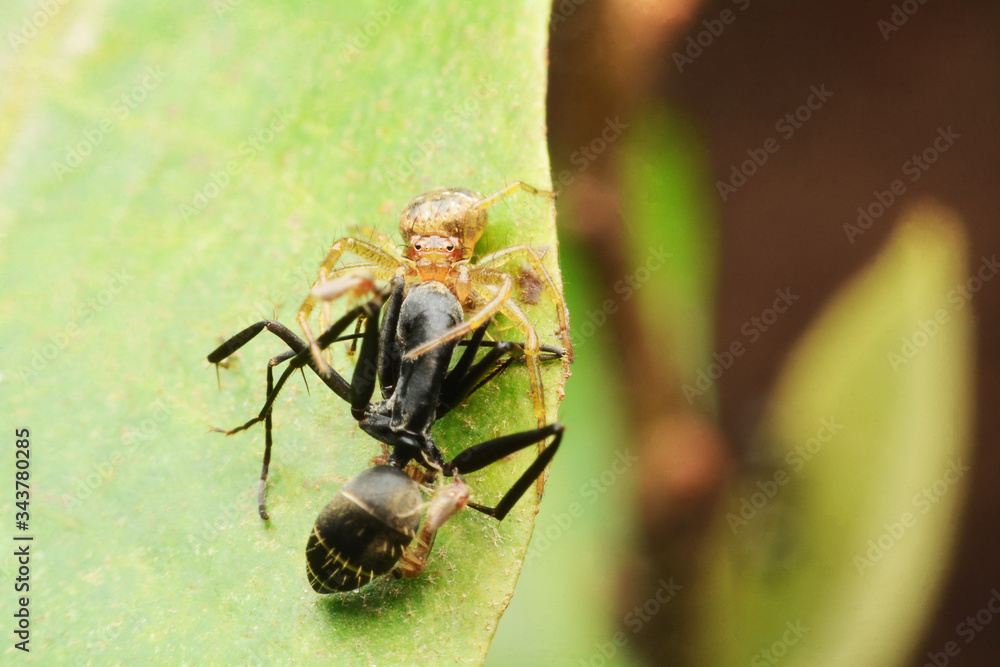 macro image of a big and beautiful hairy jumping spider. macro image of a big and beautiful hairy jumping spider.