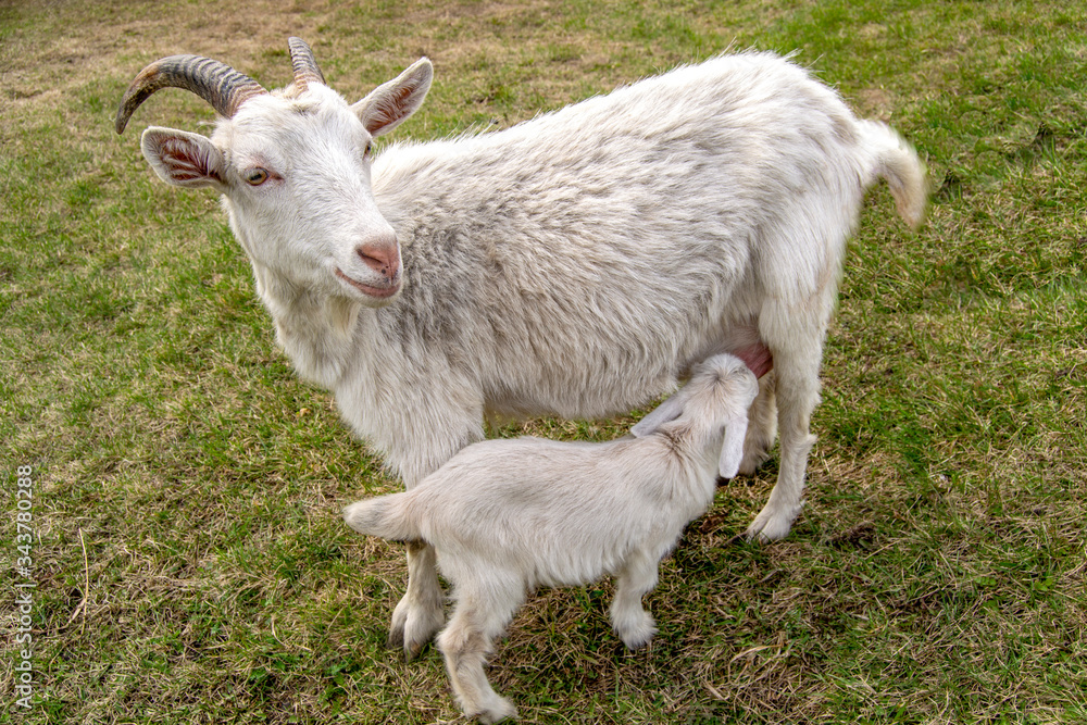 The goat's mom feeds her kid. Natural feeding of a small goat. The goat's mom feeds her kid. Natural feeding of a small goat.