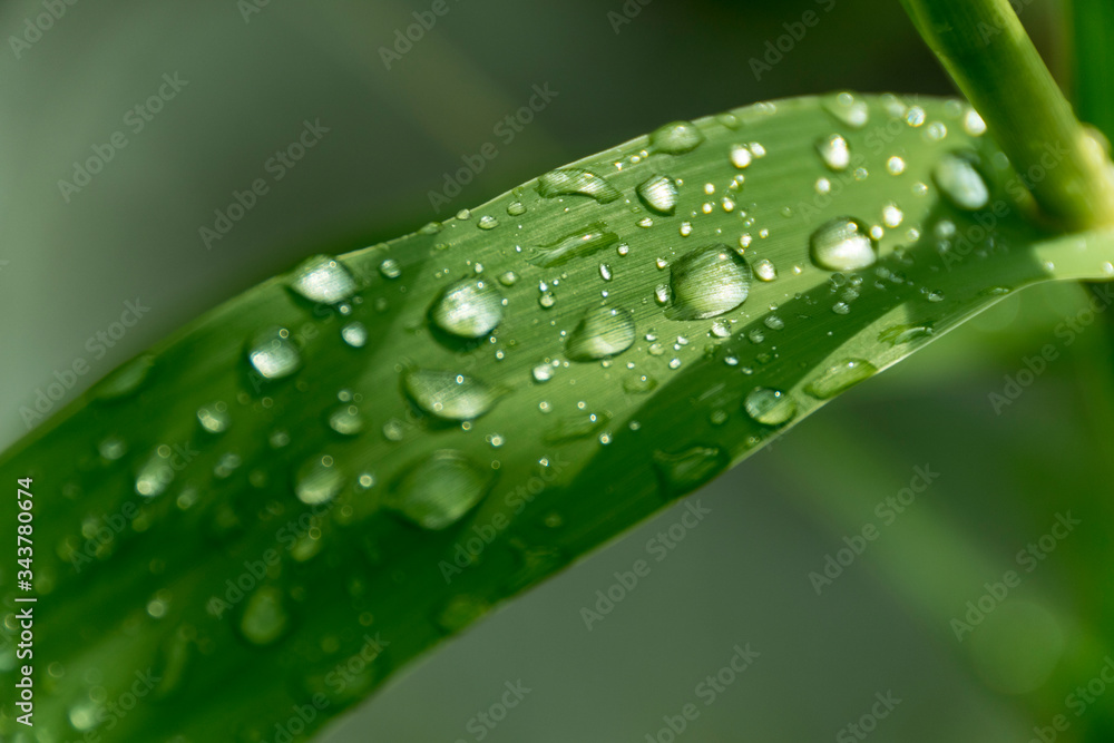 Water drops on a leaf in the morning sunlight Water drops on a leaf in the morning sunlight