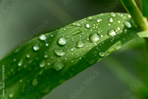 Water drops on a leaf in the morning sunlight