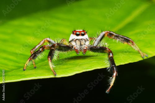 macro image of a big and beautiful hairy jumping spider 