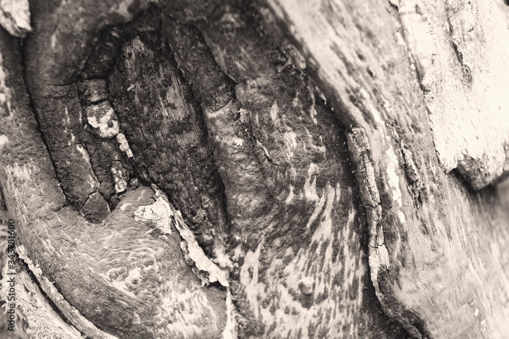 Naklejka premium close up of a tree