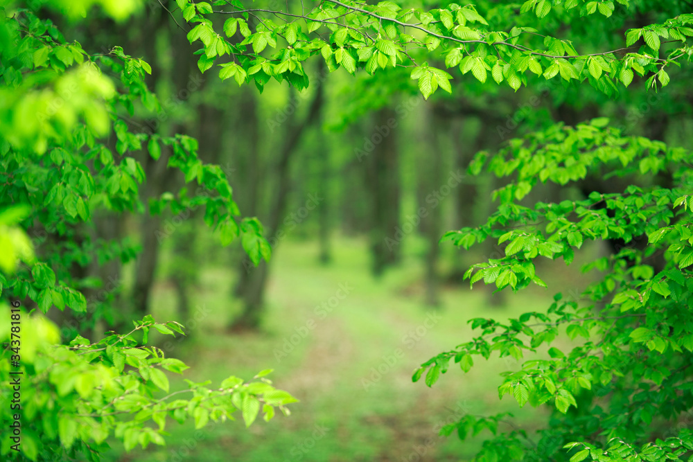 Beautiful background of young forest with fresh juicy green foliage, with views of the hiking walking trails