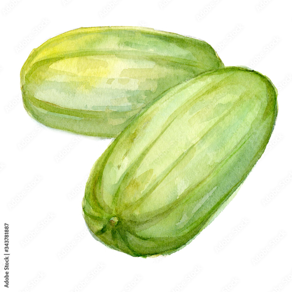 A pepo painted in watercolor