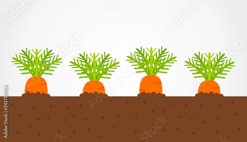 Carrots growing in soil. Vegetable garden with carronts. Vector illustration.