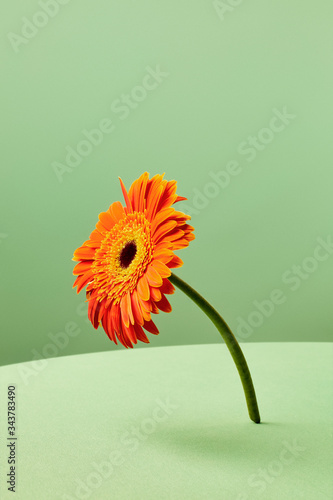 Flor naranja