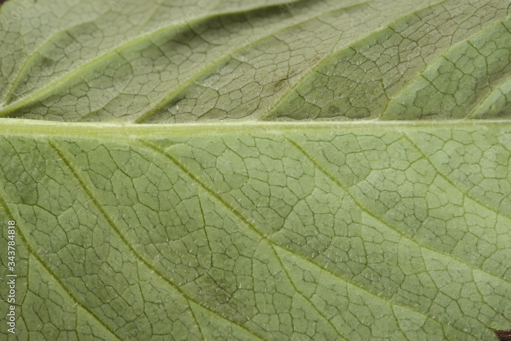 Fototapeta premium green leaf texture