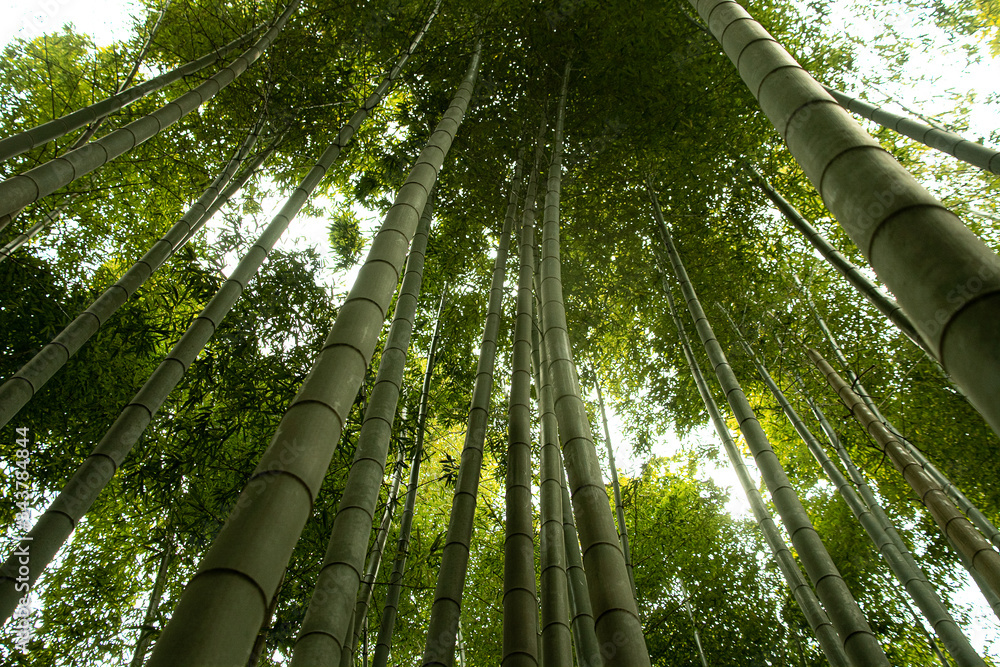 Fototapeta premium Bamboo Forest Street Arashiyama Kyoto