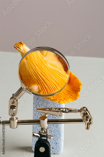 Close up of mushroom seen through magnifying glass