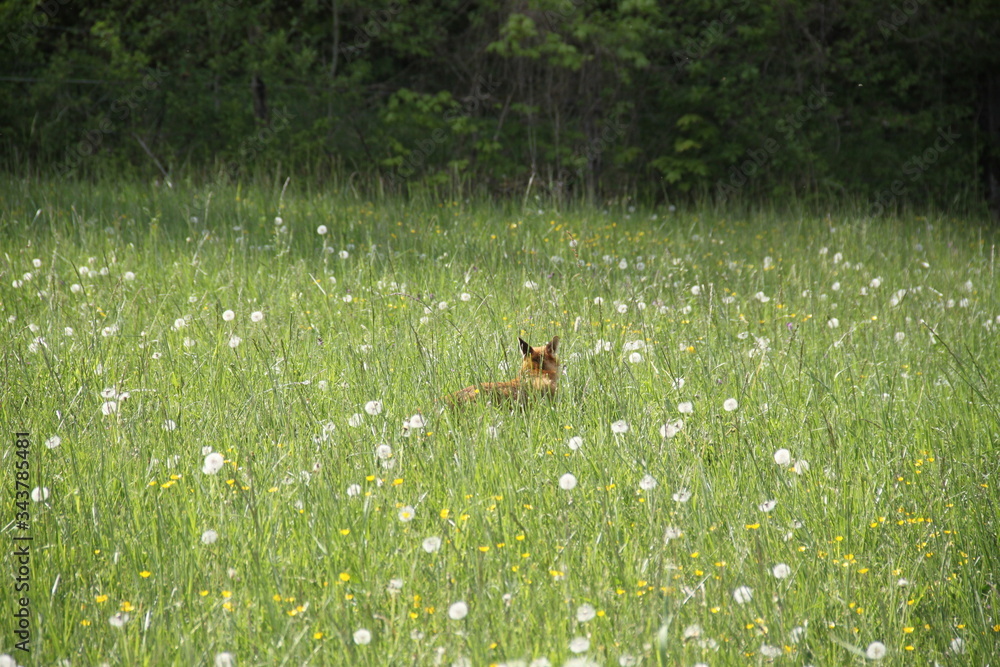 Female cautious fox in the meadow Female cautious fox in the meadow