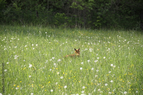 Fototapeta Naklejka Na Ścianę i Meble -  Female cautious fox in the meadow