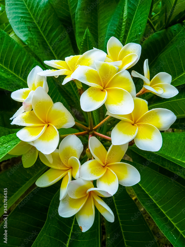 Fototapeta premium Frangipani flower near Hue Citadel, Hue, Vietnam
