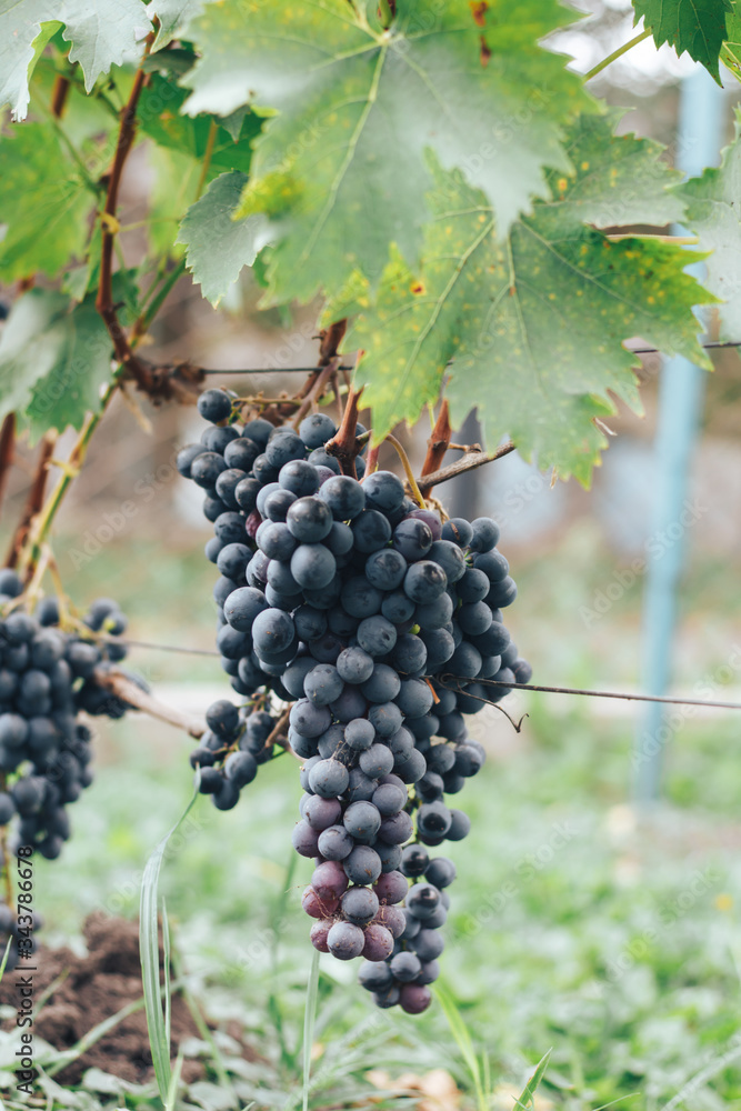 vineyard and grapes