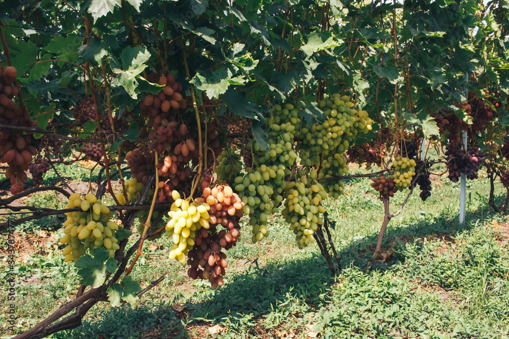 Fototapeta premium vineyard and grapes
