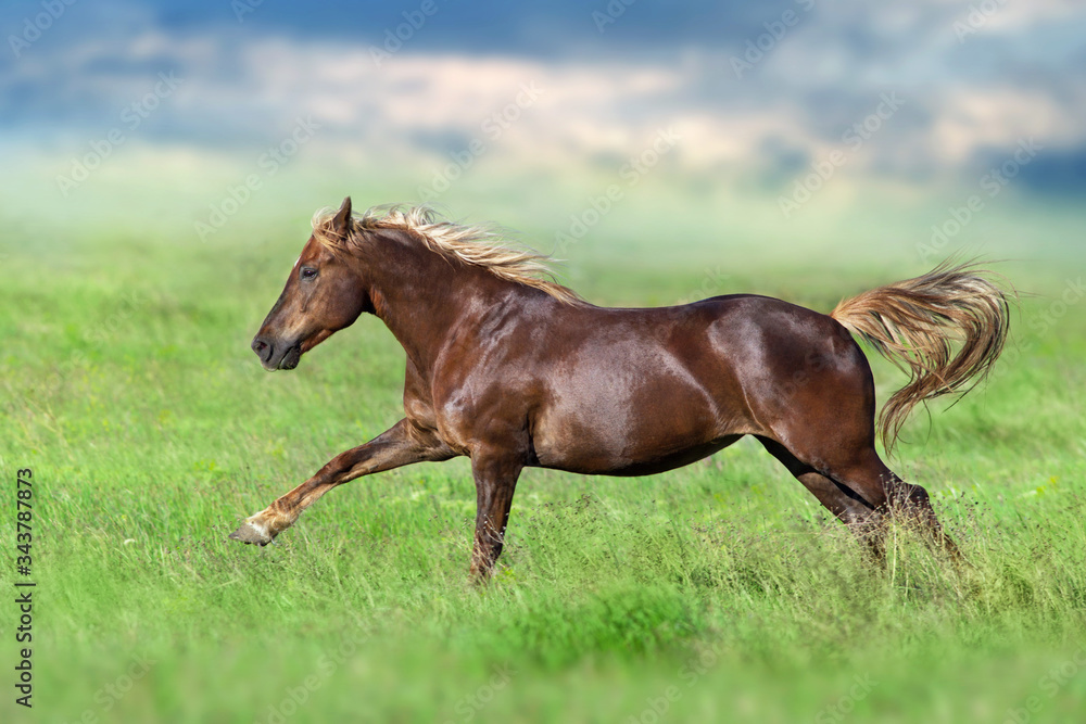 Red horse run gallop on spring green meadow Red horse run gallop on spring green meadow