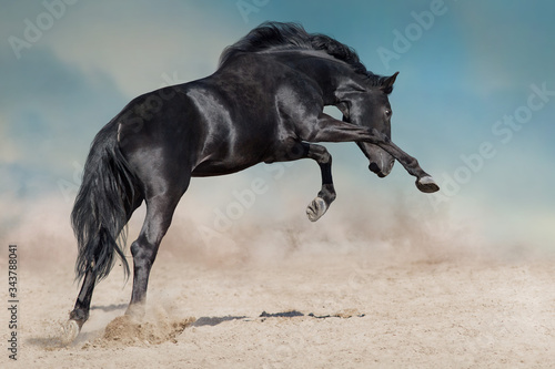 Black stallion run on desert dust against blue background