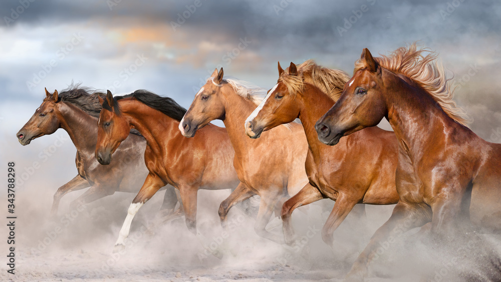 horses in the field horses in the field