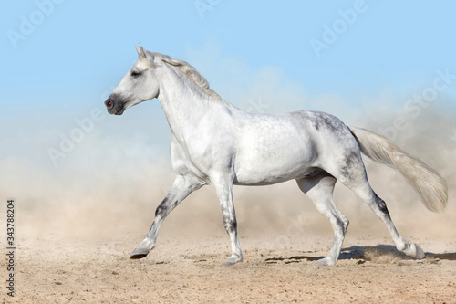 White horse free run gallop in sandy dust