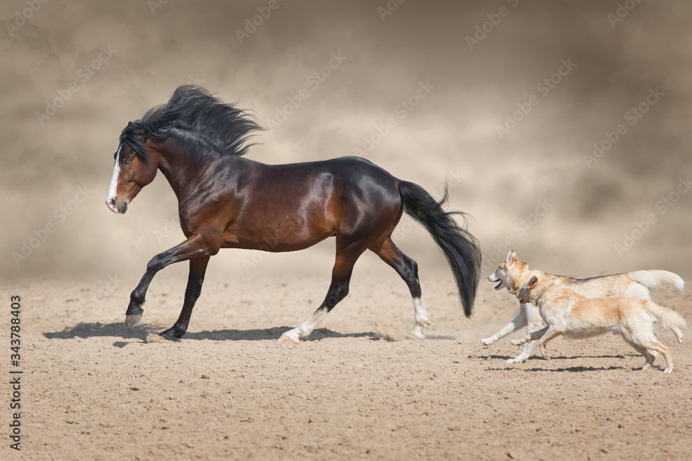 Beautiful bay horse with long mane run and play with dog in desert dust Beautiful bay horse with long mane run and play with dog in desert dust