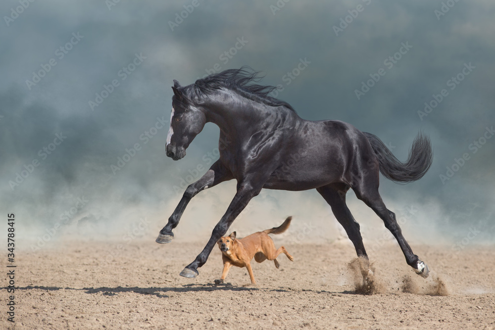 Beautiful black horse with long mane run and play with dog in desert dust