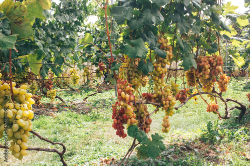 vineyard and grapes