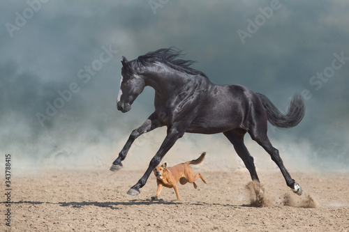Beautiful black horse with long mane run and play with dog in desert dust © callipso88