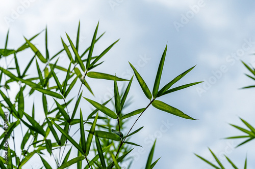 Green leaves bamboo Phyllostachys aureosulcata. Evergreen graceful plant on background of bright blue sky with white clouds. Lovely theme for any design. Selective focus