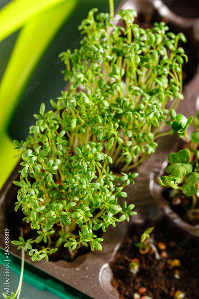 Obraz premium Differend types of Microgreens