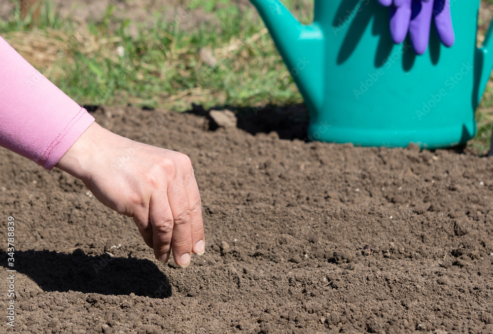 Female hand sowing seeds in the garden bed Female hand sowing seeds in the garden bed