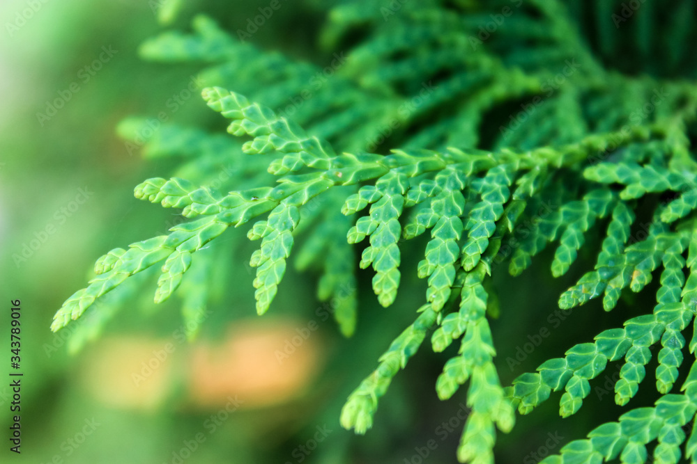 growth, foliage, pine, year, Botanical, spruce, needle, new, white, young, beauty, color, coniferous tree, decoration, decorative, design, detail, evergreen, flora, green, holiday, leaf, macro, nature growth, foliage, pine, year, Botanical, spruce, needle, new, white, young, beauty, color, coniferous tree, decoration, decorative, design, detail, evergreen, flora, green, holiday, leaf, macro, nature