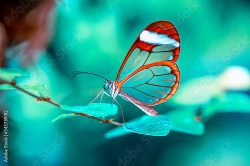 Closeup beautiful glasswing Butterfly (Greta oto) in a summer garden.