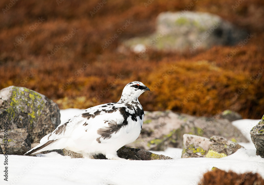 Fototapeta premium Scottish Ptarmigan