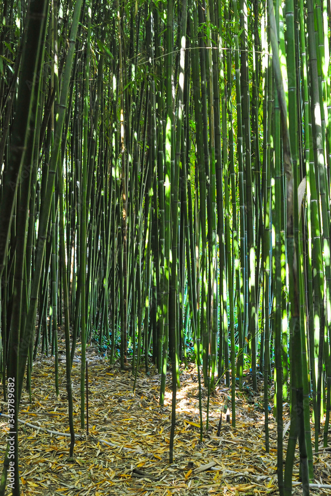 Fototapeta premium young bamboo plant grows in a botanical garden