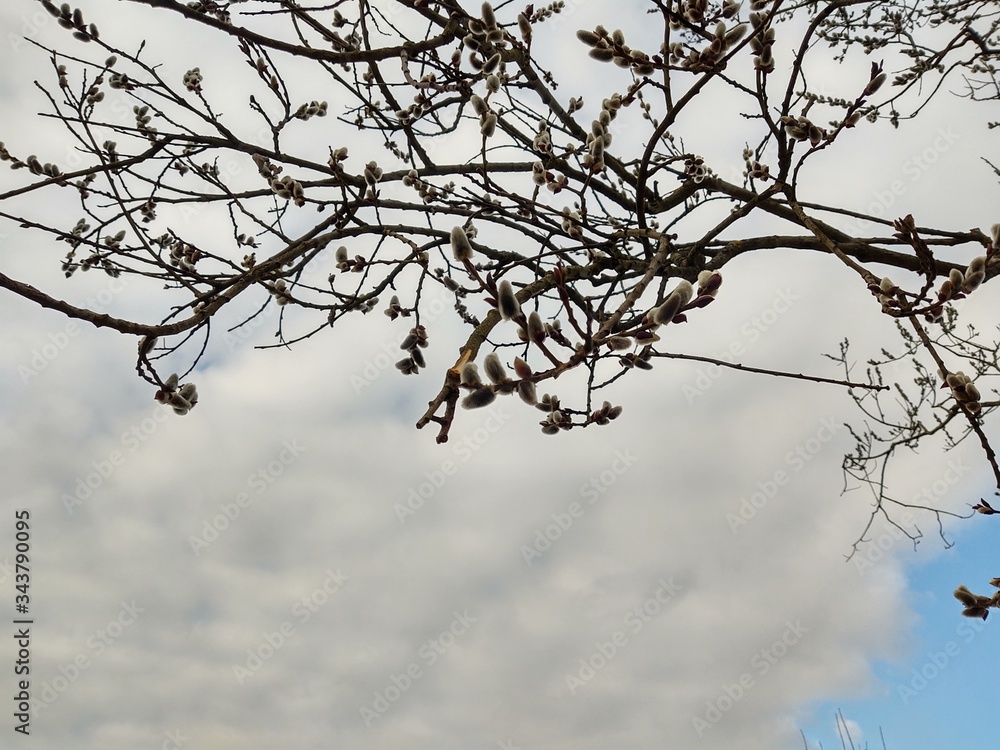Obraz premium Spring tree flowering. Branch of willow wkith catkins - lamb's-tails. Slovakia 